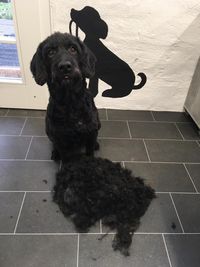 Hundesalon Freche Pfote